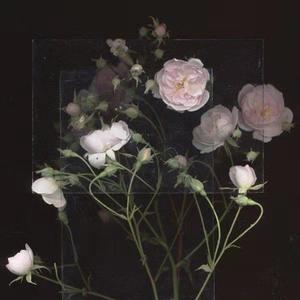 最新免费看视频A片网站
